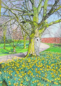 Daffodils, Branston