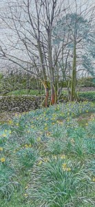 Daffodils, Orton, Cumbria