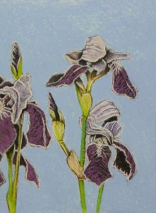 Bearded Iris 2
