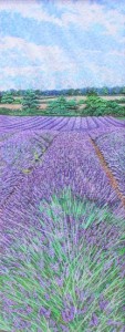 Norfolk Lavender