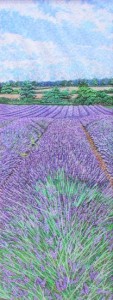 Norfolk Lavender