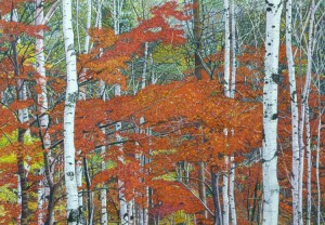 Silver Birch and Maple Trees