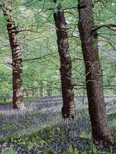 Bluebells Nocton Woods