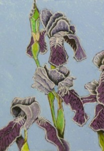 Bearded Iris 1