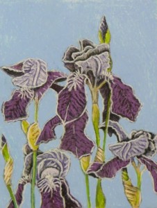 Bearded Iris 3