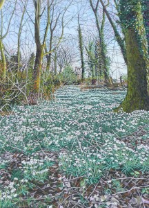 Snowdrops
