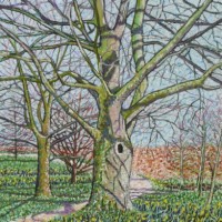 Daffodil Walk, Branston