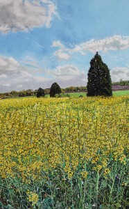 Oil Seed Rape, Blankney